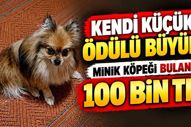 Kendi Küçük, Ödülü Büyük: Minik Köpeği Bulana 100 Bin TL!